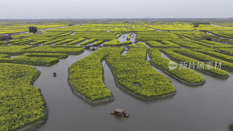 兴化油菜花