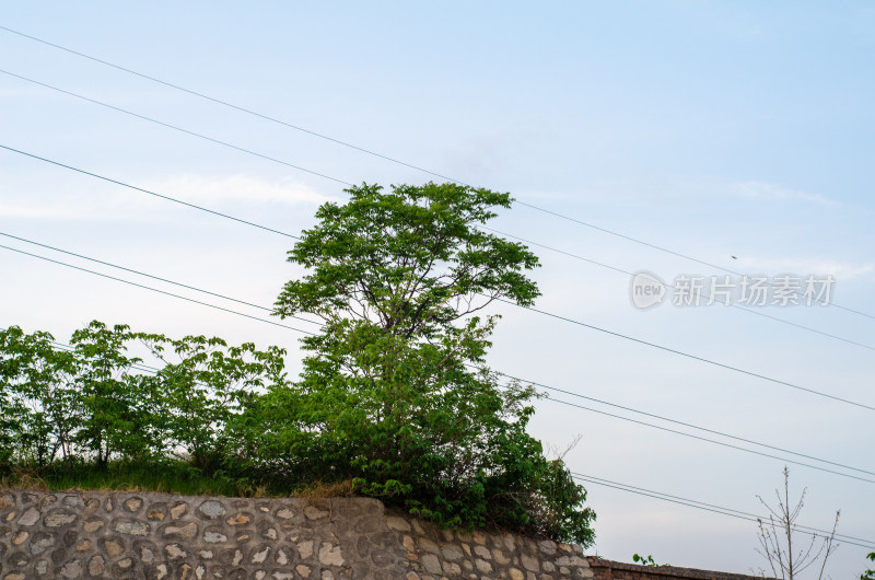 石墙边绿树与电线风景