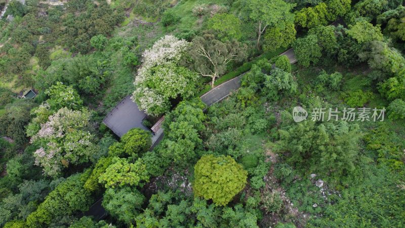 广东东莞：航拍银瓶山森林公园短萼仪花