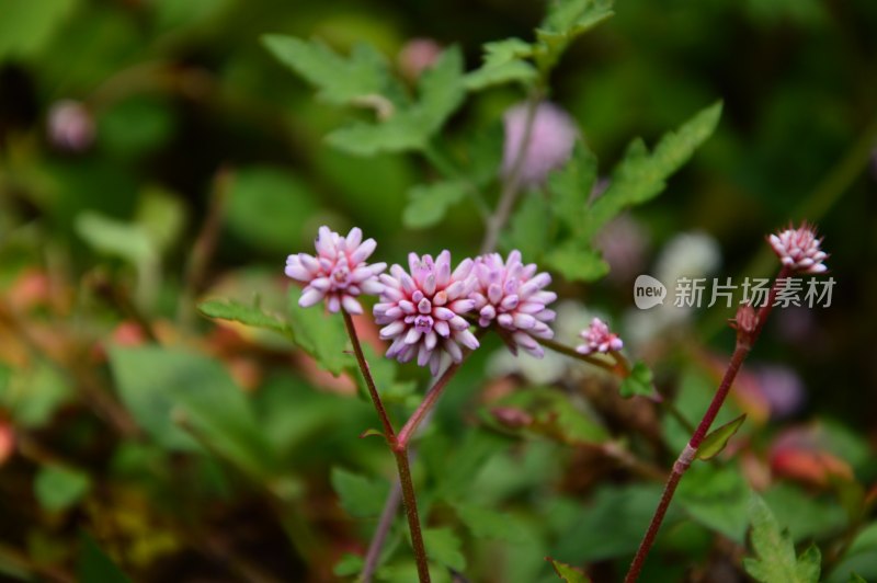 林芝路边的花花草草