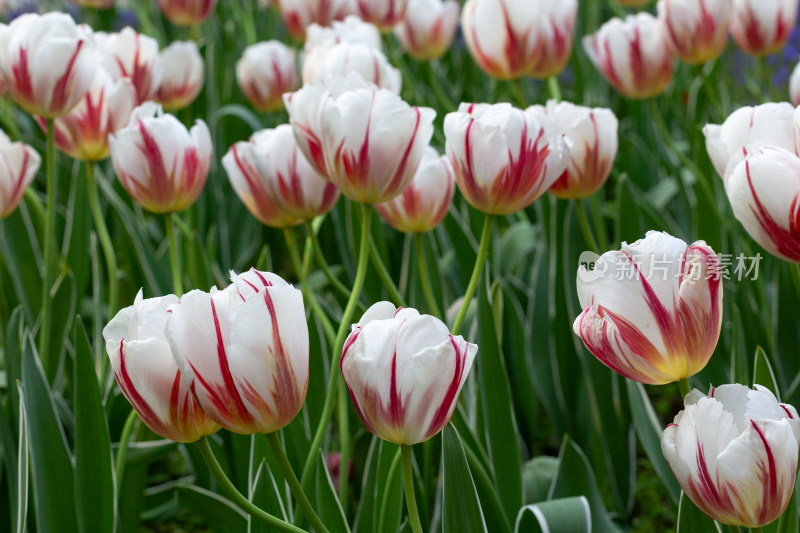 杭州太子湾多彩郁金香花海景观