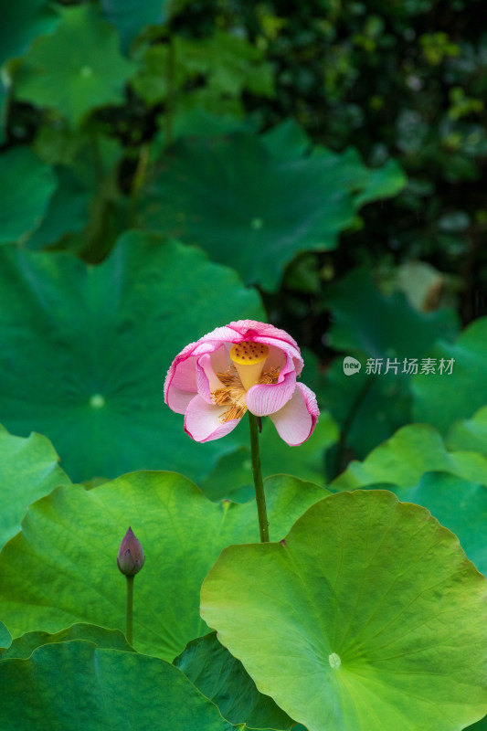 雨中的粉色荷花