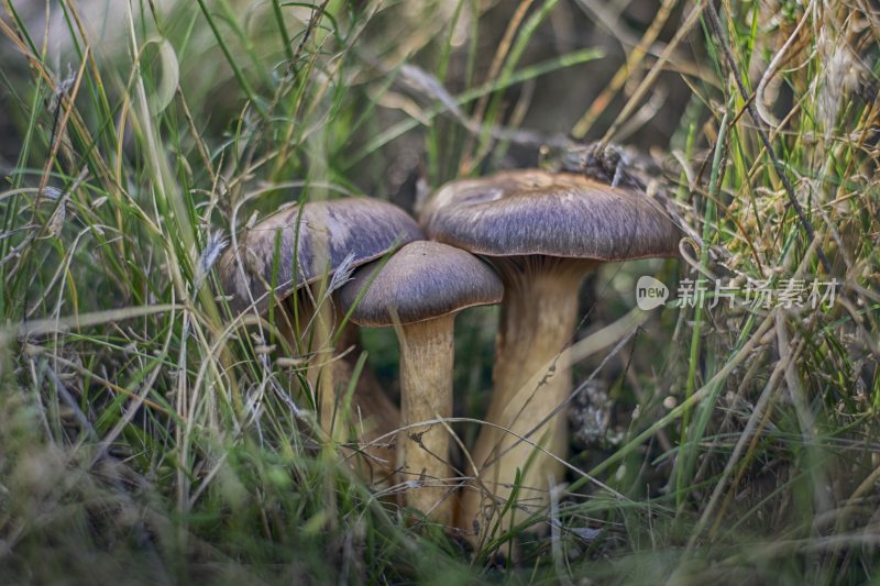 野生菌蘑菇生长环境菌类山菌