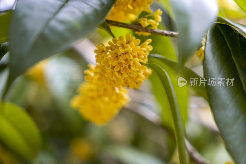 桂花特写