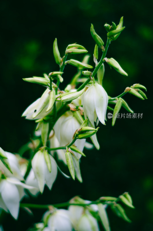 美丽洁白的丝兰花