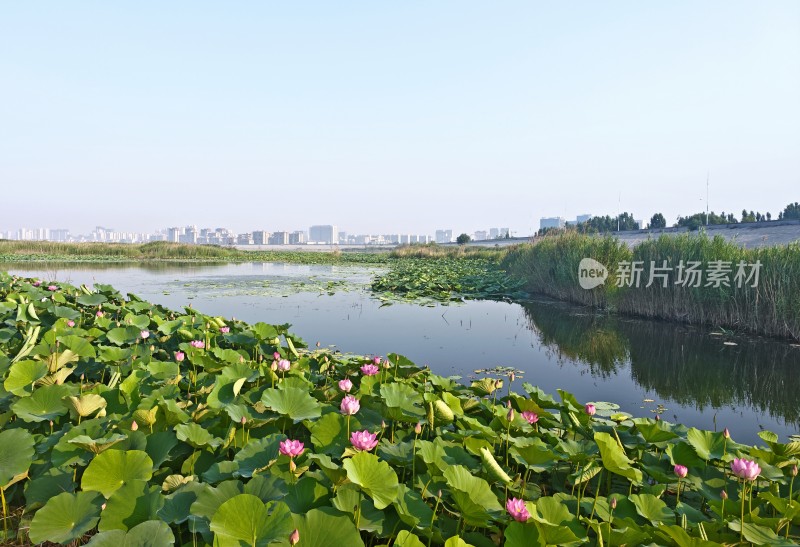 孟子湖荷塘荷花自然风光