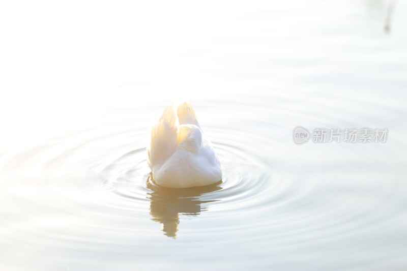 水中天鹅背影特写