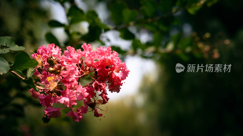 紫薇花特写图