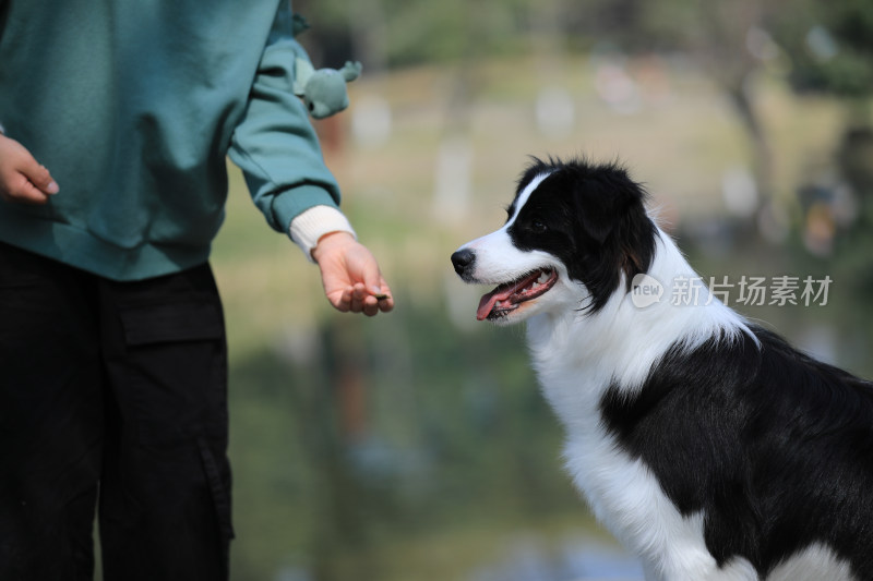 在公园里给边境牧羊犬喂零食