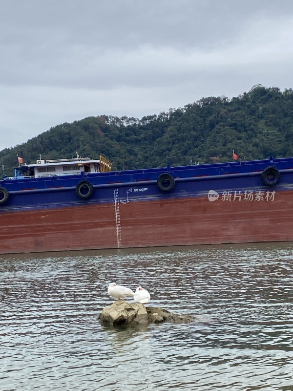 水面海鸟和一艘大船