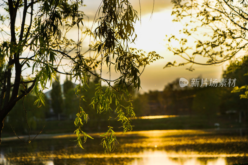 夕阳树叶树枝湖面
