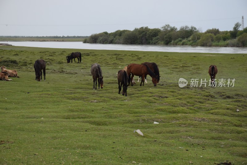 河谷  动物  草原  马