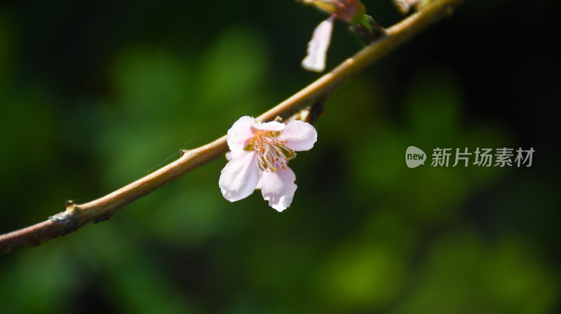 春意盎然的桃花枝