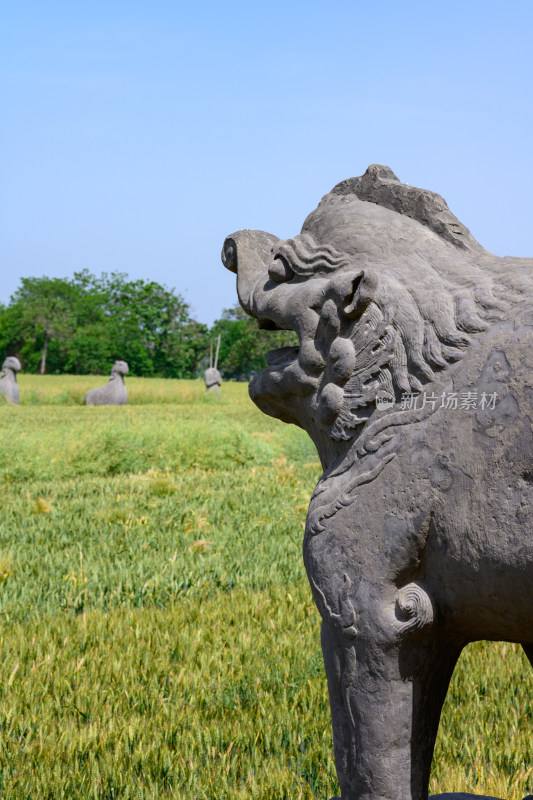 河南巩义夏季麦田里的古代宋陵石像