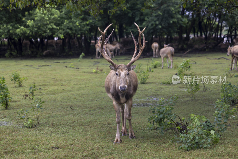 江苏省盐城麋鹿园麋鹿