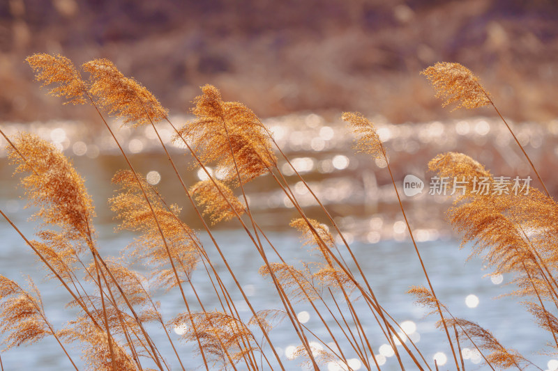 唯美芦苇花背景