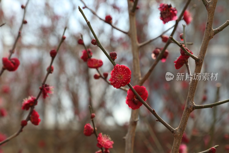 梅花系列