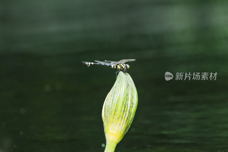 霸王叶春蜓