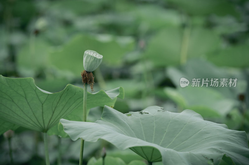 夏季荷塘里的莲蓬