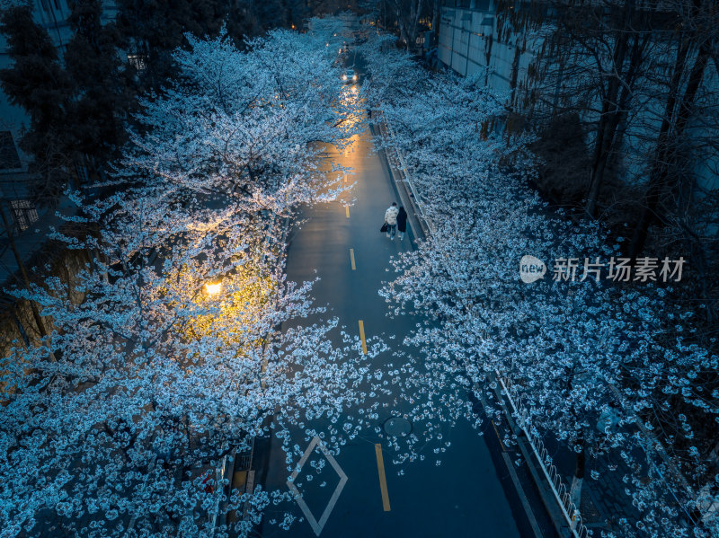 南京鸡鸣寺樱花盛开的道路夜景航拍