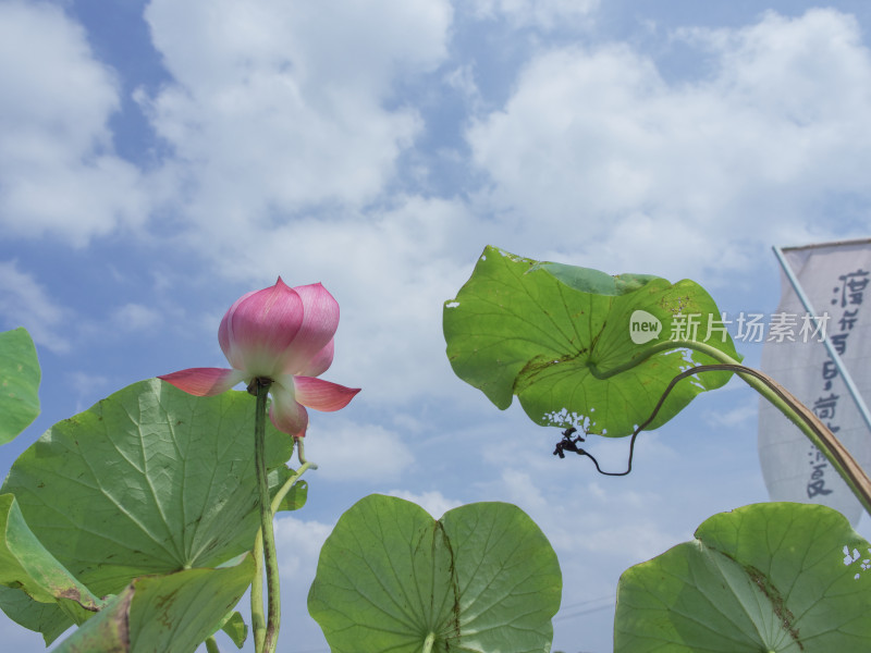 仰视蓝天白云下的荷花