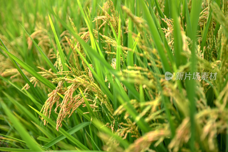 生长的水稻稻田稻穗,乡村经济