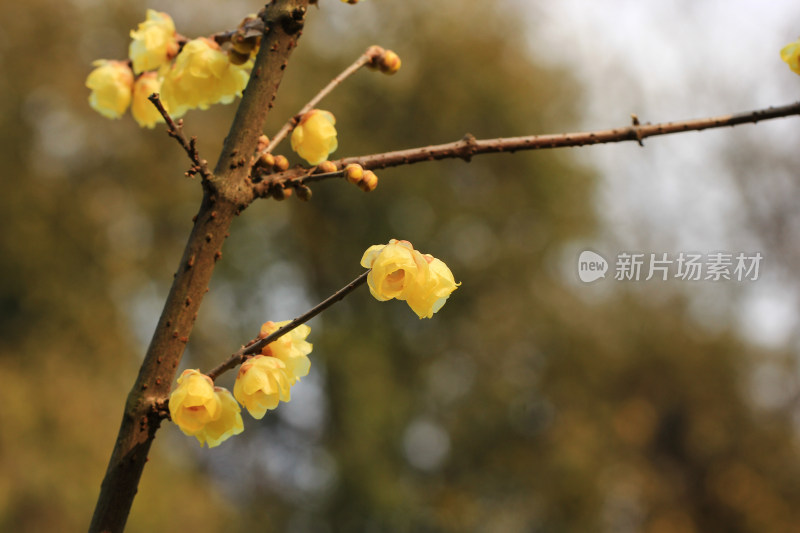 数九寒天的蜡梅花枝