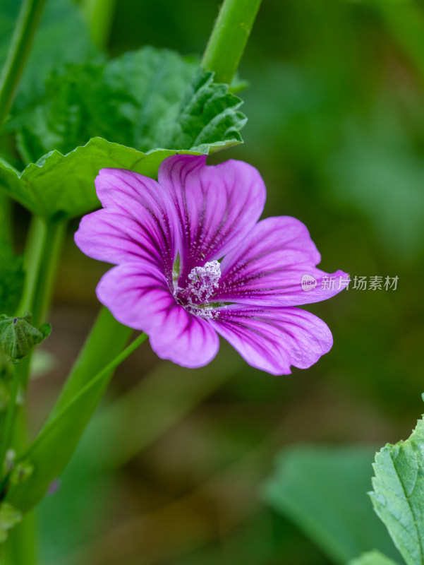 春天的锦葵花朵特写