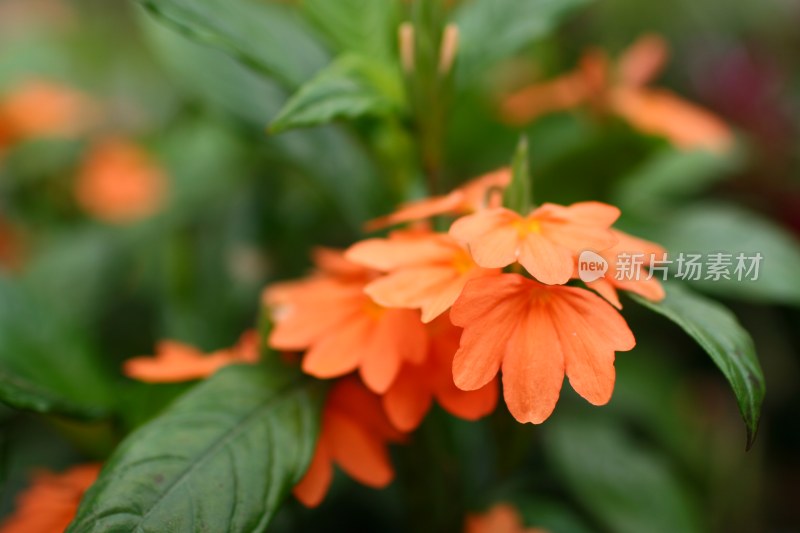 盛开的花朵