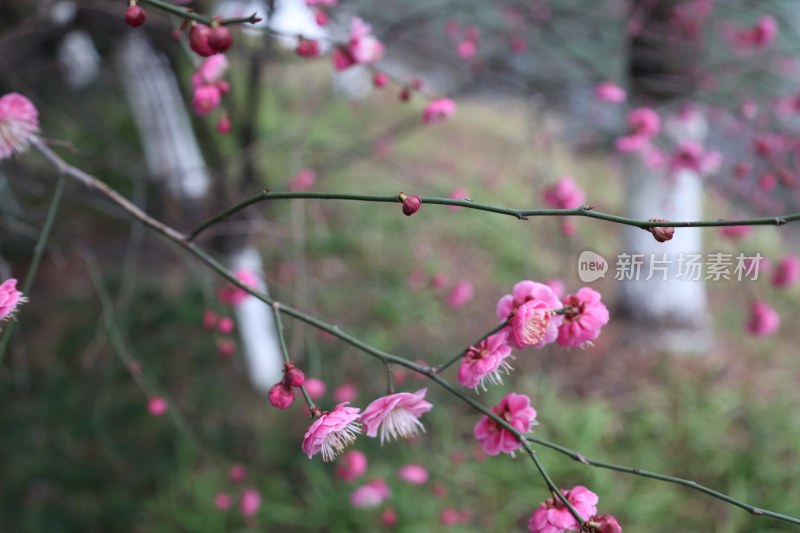 盛开的粉色梅花特写