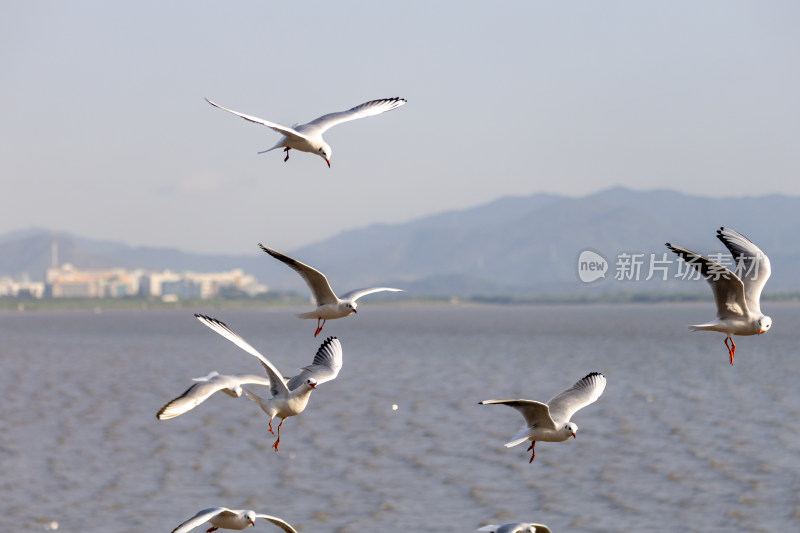 海鸥、红嘴鸥