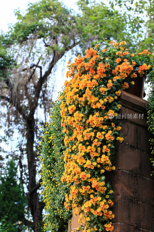 菊花花墙背景