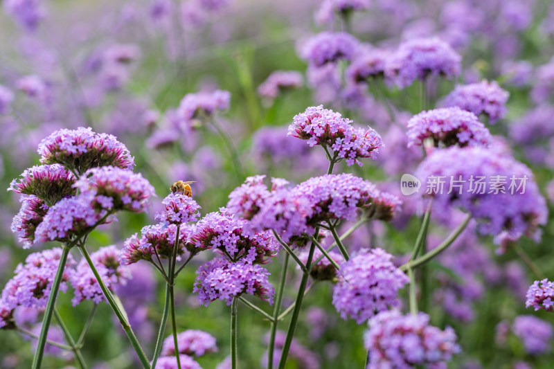 春天紫色的马鞭草花海蜜蜂在采蜜