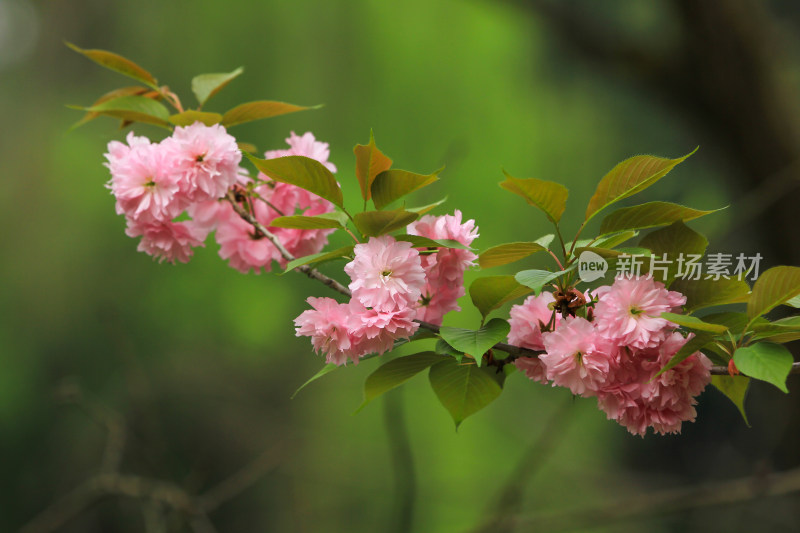 粉色樱花