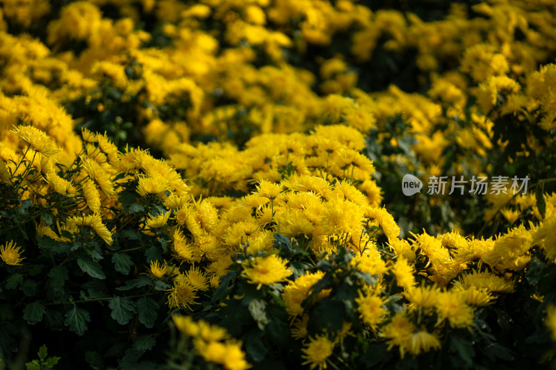 菊花茶科学大棚种植