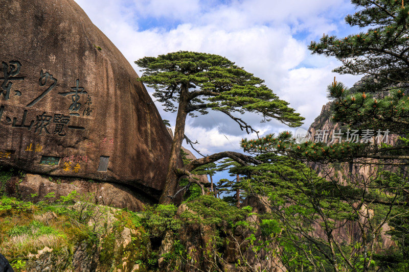 黄山迎客松