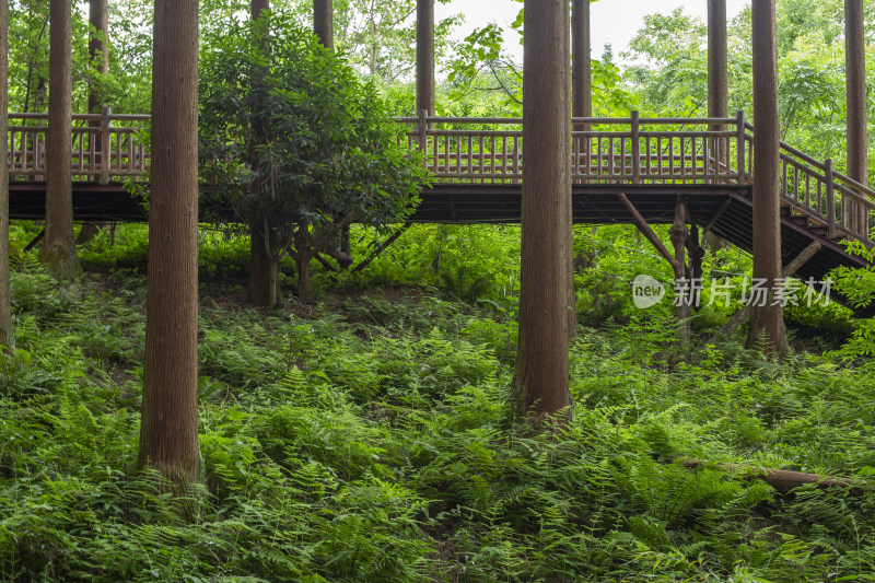 峨眉山禅道森林栈道