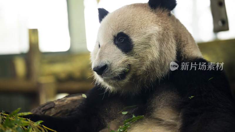 熊猫悠闲进食的可爱模样