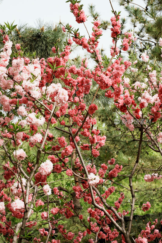 北京莲花池公园桃花