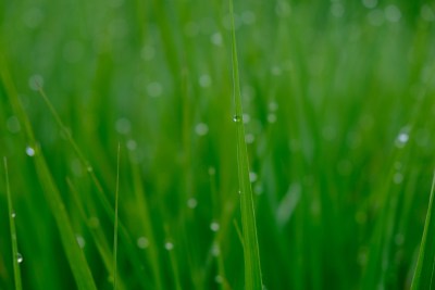 绿草水珠