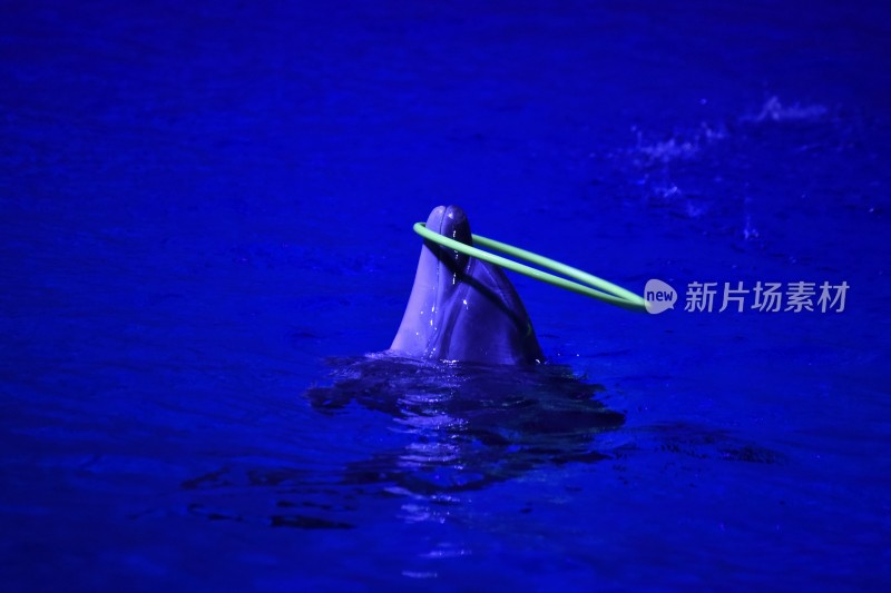 海豚表演瞬间