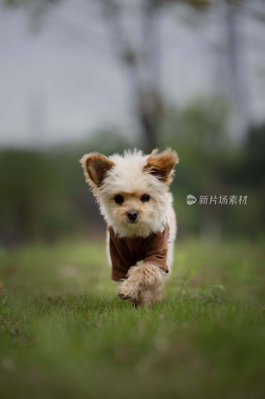 草地上穿着衣服奔跑的小狗