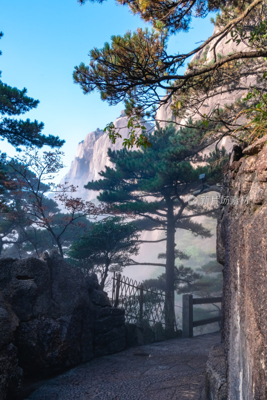 云雾下，安徽黄山的松树风景