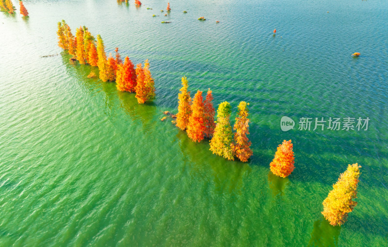 滇池湿地秋景