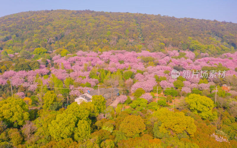 苏州米堆山樱花航拍