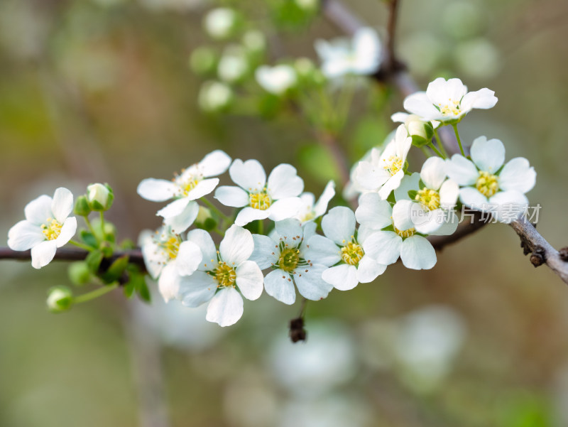 春天的绣线菊小白花特写