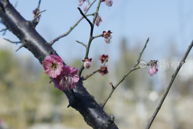 梅花 腊梅 红梅花