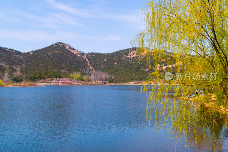 青岛大珠山杜鹃花风光