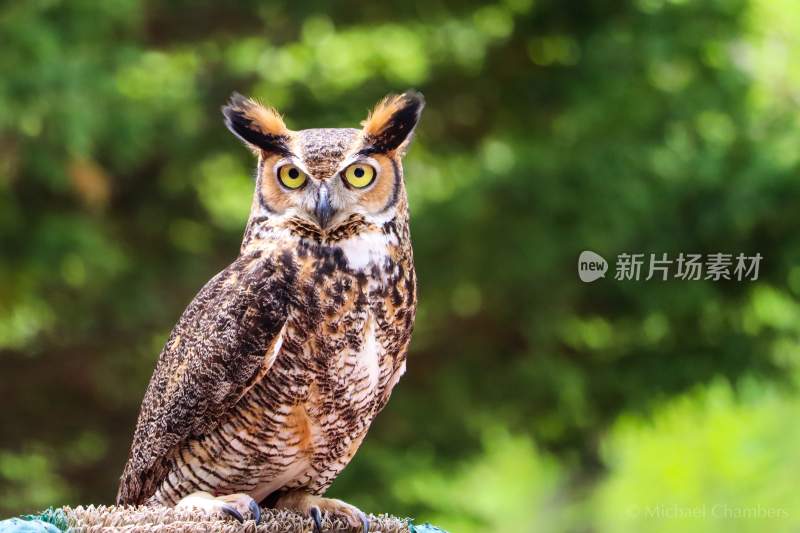 野生动物猫头鹰