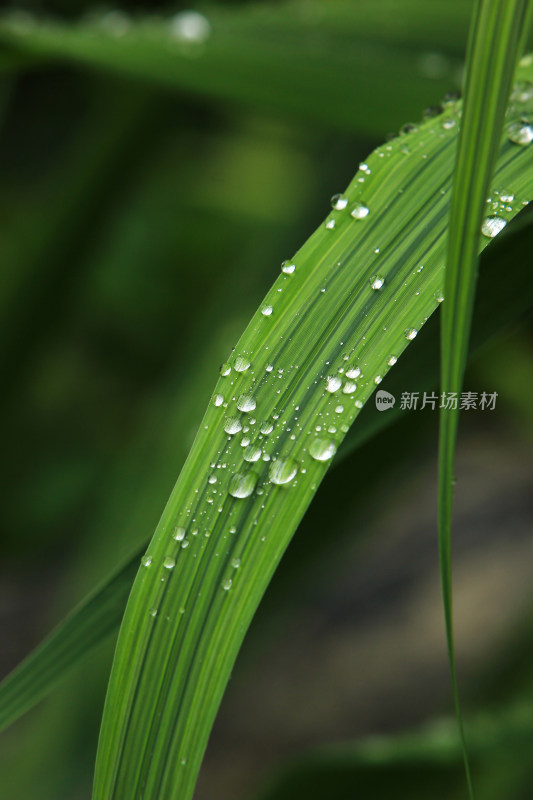 雨后绿色叶片上的水滴